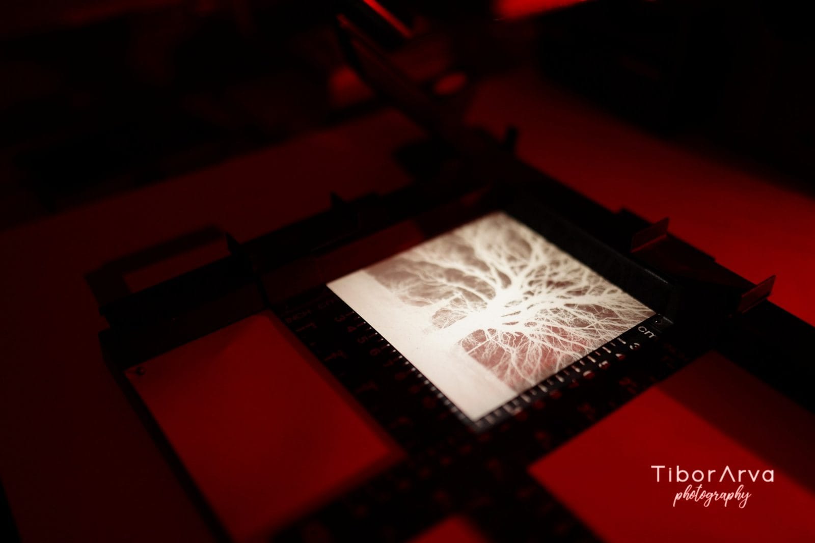 Roots of Light — gelatin silver print of tree roots in soft light, hand-developed analog black and white photograph