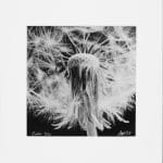 (Sold out) – Echo – 1/10 - Handcrafted Silver Gelatin Print, Analog Darkroom Process by Tibor Arva
