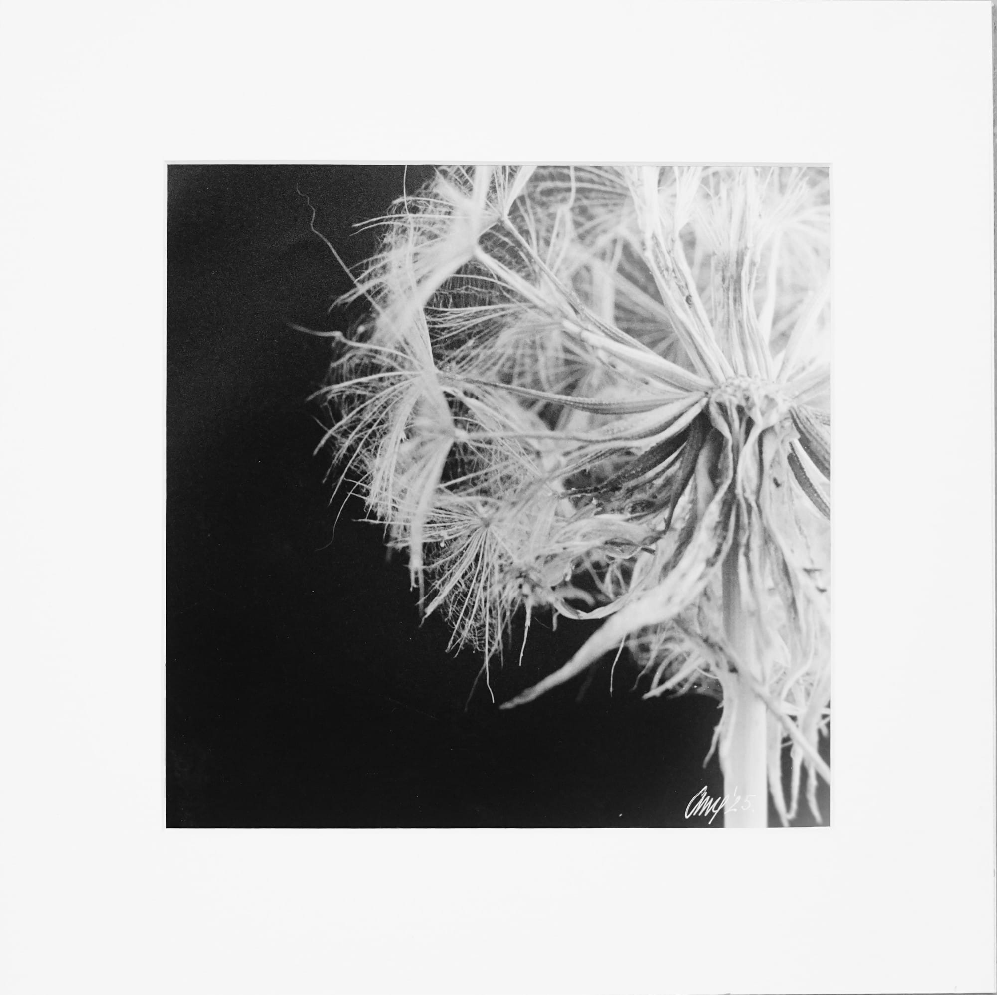 (Sold Out) – Bud of Light (Luminous Core) - Handcrafted Silver Gelatin Print, Analog Darkroom Process by Tibor Arva