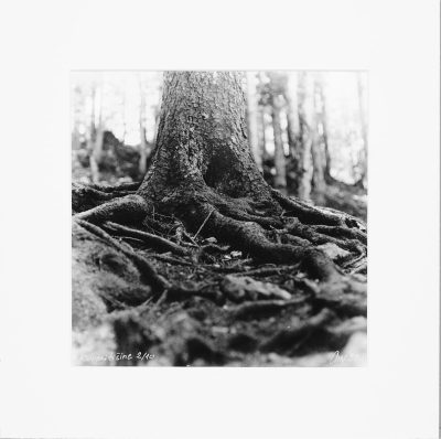 Roots of Silence – 1/10 - Handcrafted Silver Gelatin Print, Analog Darkroom Process by Tibor Arva