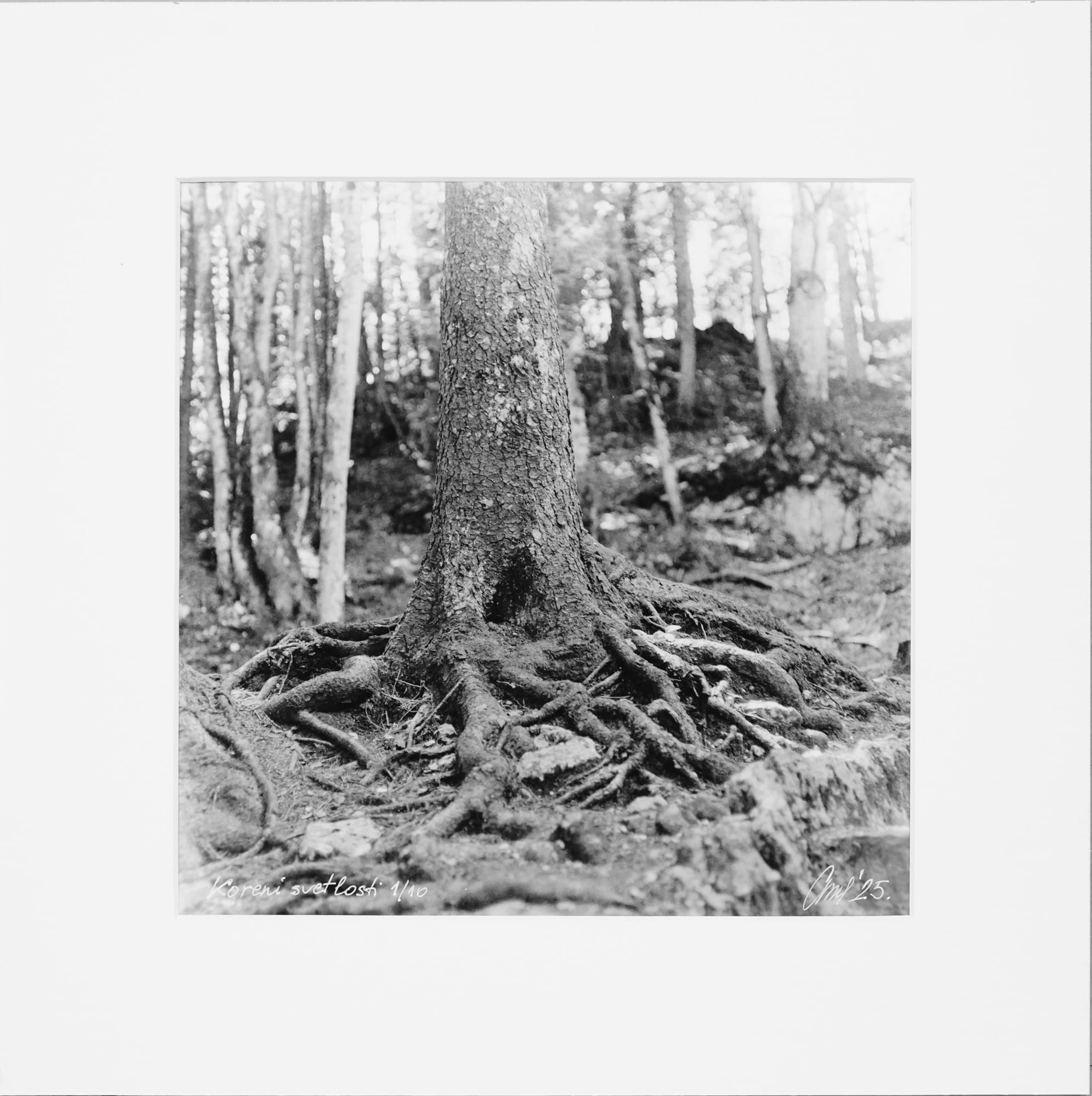 Roots of Light – 1/10 - Handcrafted Silver Gelatin Print, Analog Darkroom Process by Tibor Arva