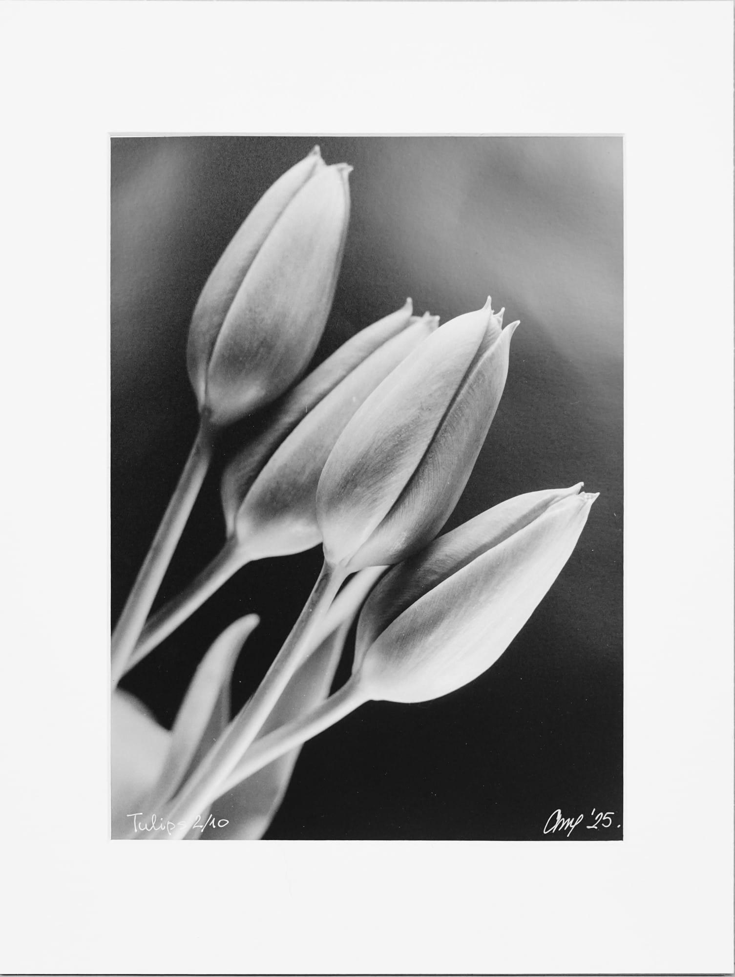 Tulips (Sculpture of Light) – 2/10 - Handcrafted Silver Gelatin Print, Analog Darkroom Process by Tibor Arva