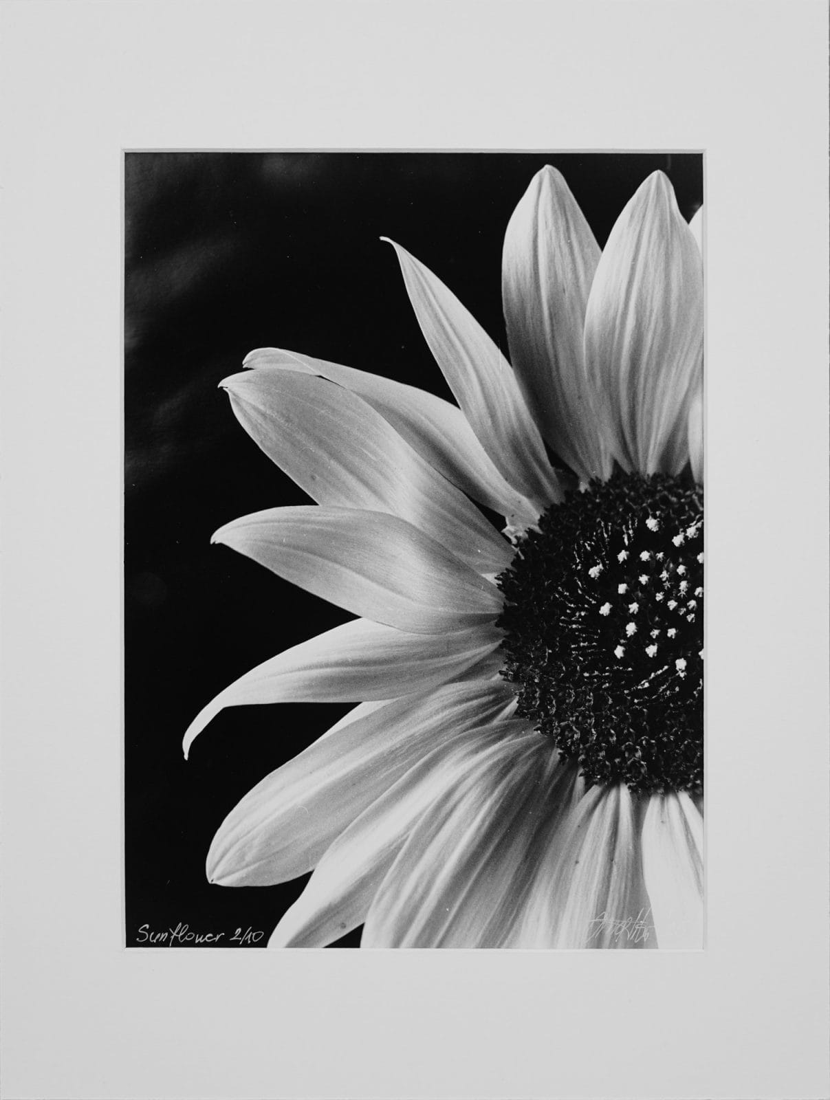 Roots — gelatin silver print by Tibor Arva