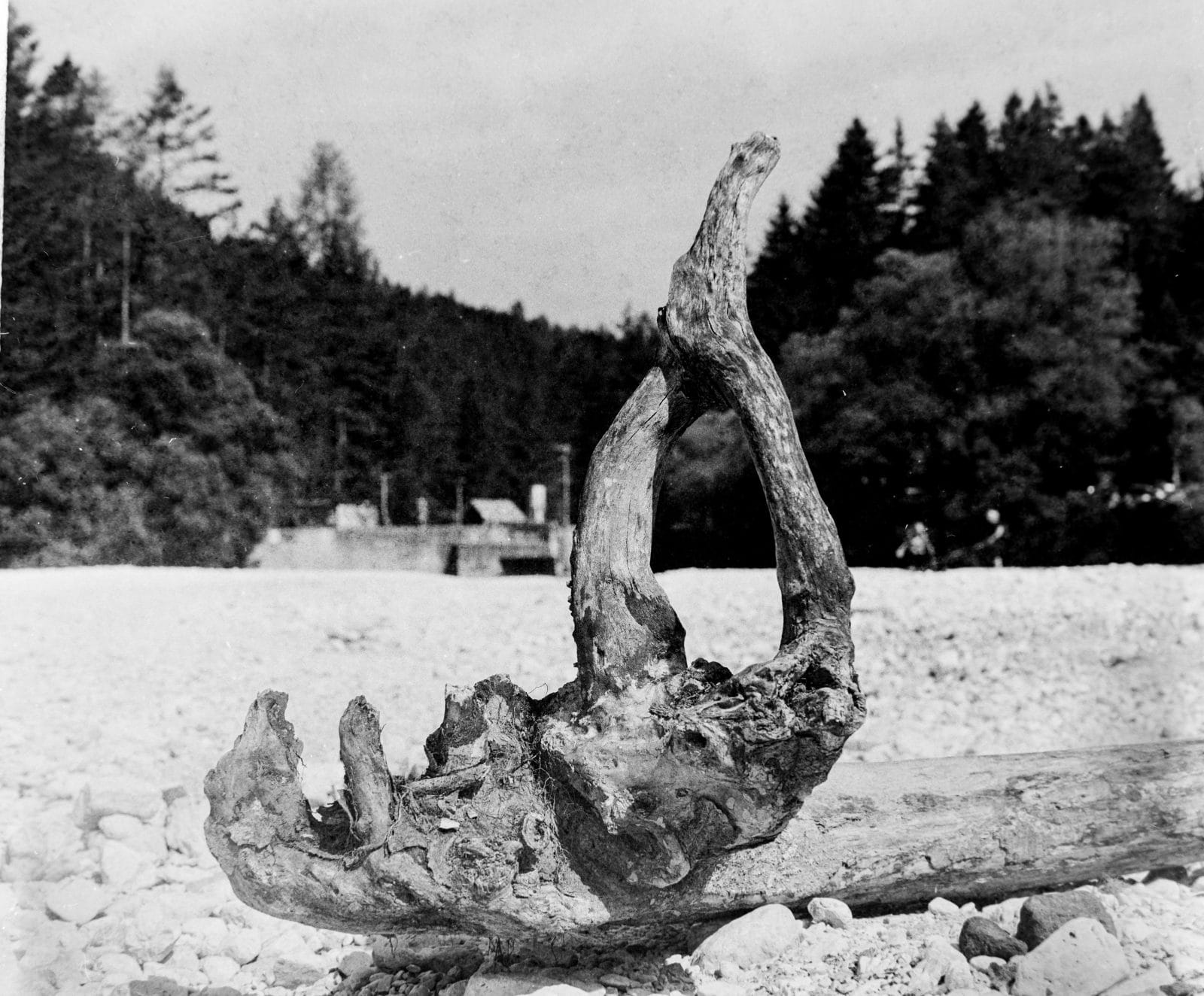 Driftwood