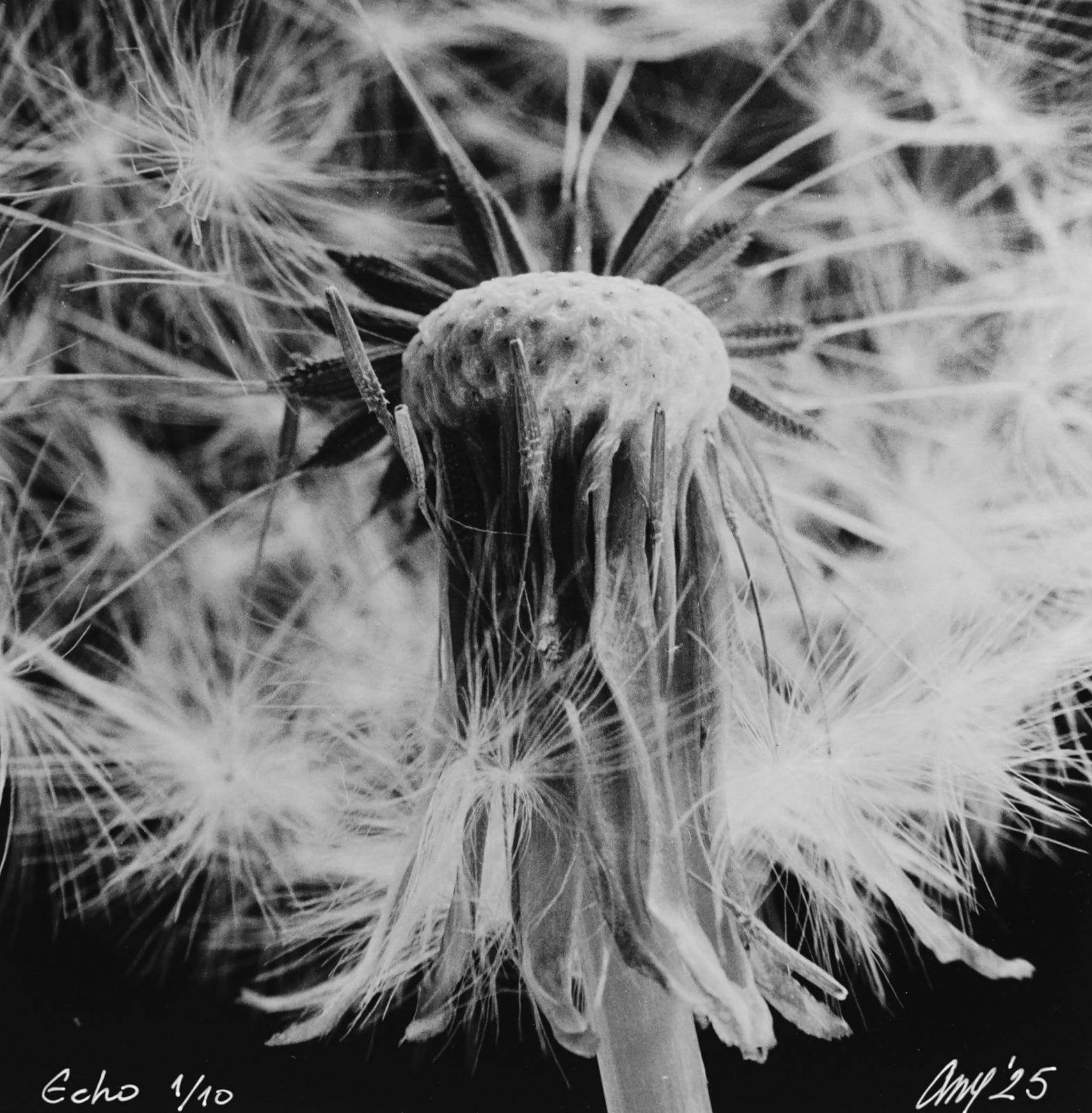 Echo 1/10 — gelatin silver print of dandelion macro by Tibor Arva