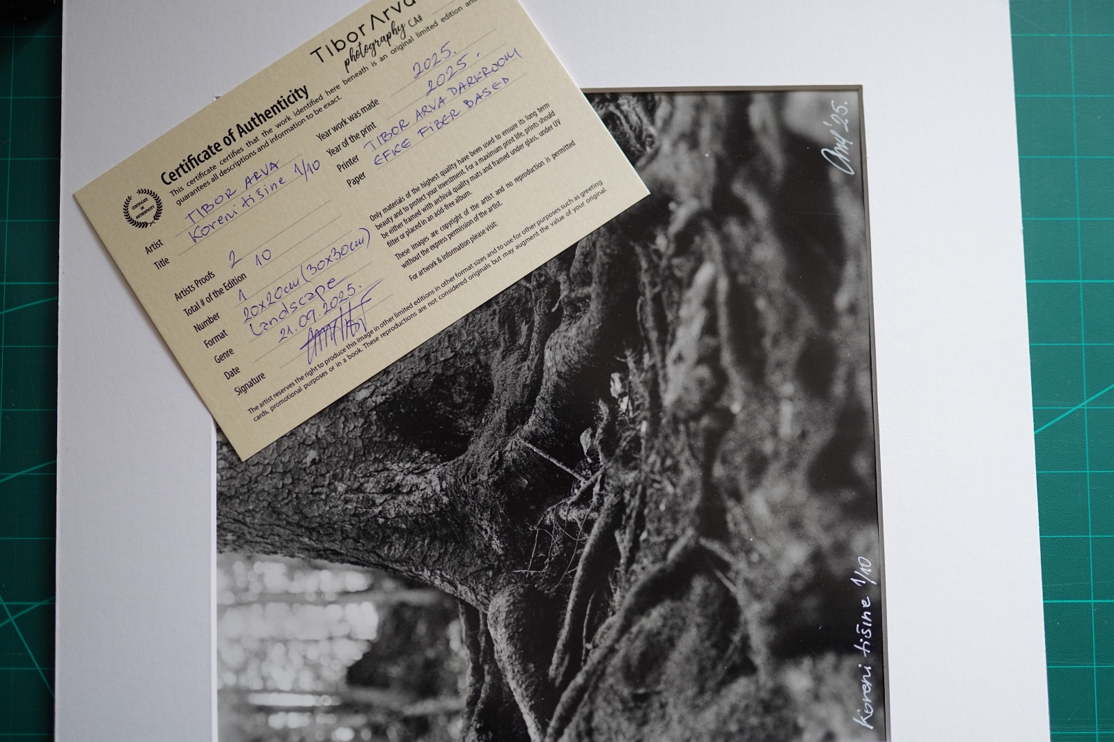 Roots of Silence - Image 3